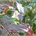 Holly Leaves by carolmw