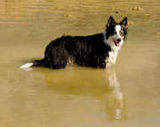 2nd Feb 2013 - Skye taking a Swim