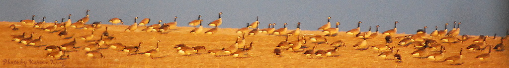 Geese at Sunset by kareenking