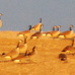 Geese at Sunset by kareenking