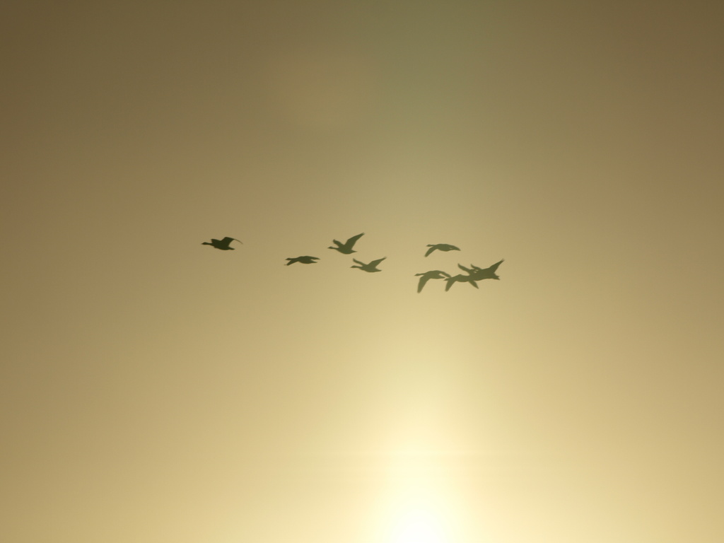 Geese into the sun by barrowlane