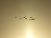 2nd Feb 2013 - Geese into the sun