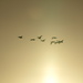Geese into the sun by barrowlane