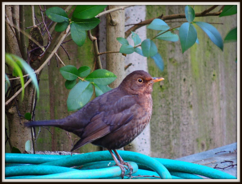 Garden blackbird by rosiekind