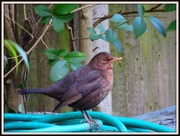 2nd Feb 2013 - Garden blackbird