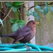 Garden blackbird by rosiekind