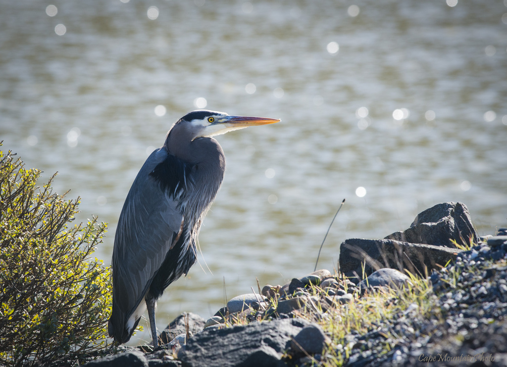 Blue Heron at Winchester Bay by jgpittenger