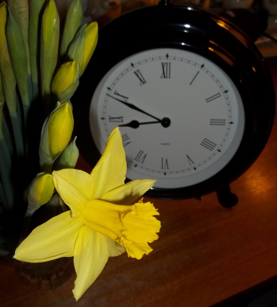 Daffodils ''today'' by rosbush