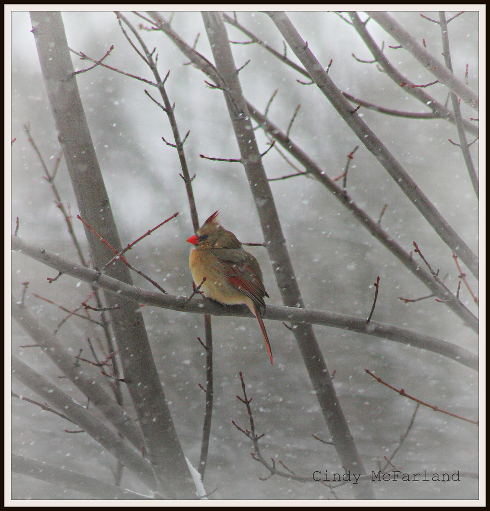 Cardinal in the Snow by cindymc