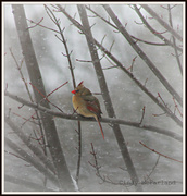 2nd Feb 2013 - Cardinal in the Snow