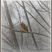 Cardinal in the Snow by cindymc