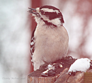 2nd Feb 2013 - Visitor on the Ledge