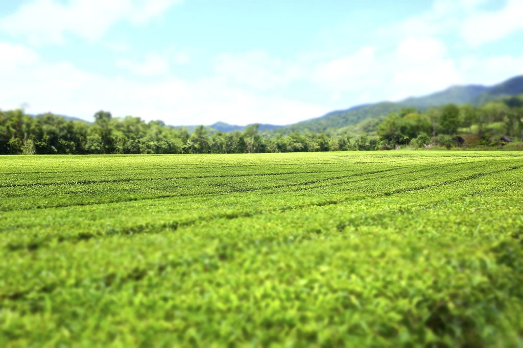 The Daintree tea fields by cocobella