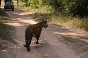 1st Feb 2013 - Tiger, tiger