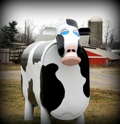 3rd Feb 2013 - Pretty Cow