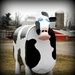 Pretty Cow by digitalrn
