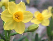 27th Jan 2013 - Daffodils
