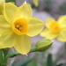 Daffodils by pasadenarose