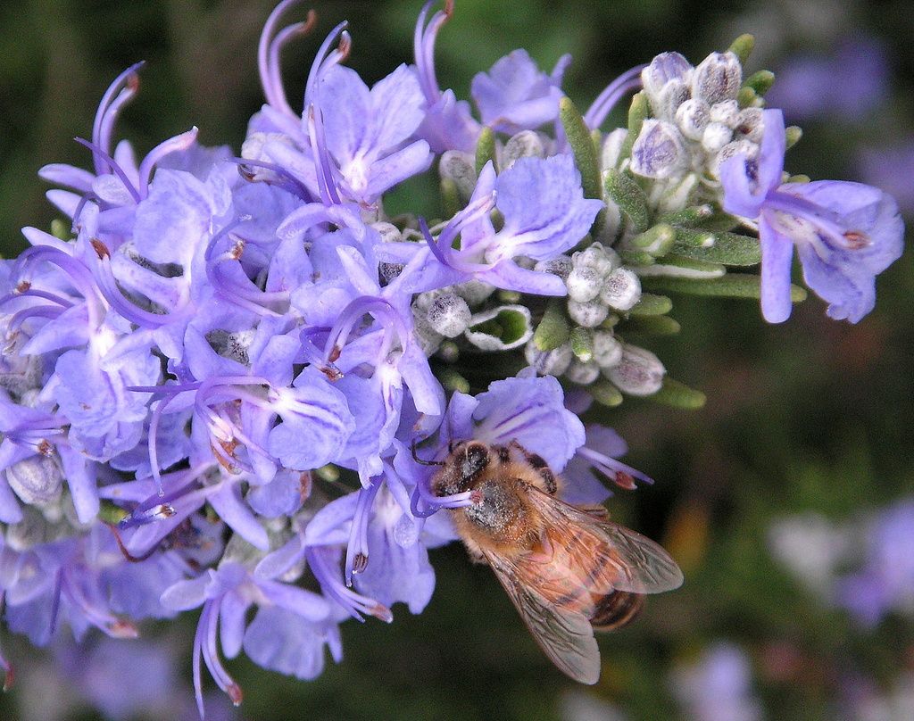 Bee in Rosemary? by pasadenarose