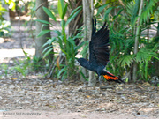 2nd Feb 2013 - Black cockatoo