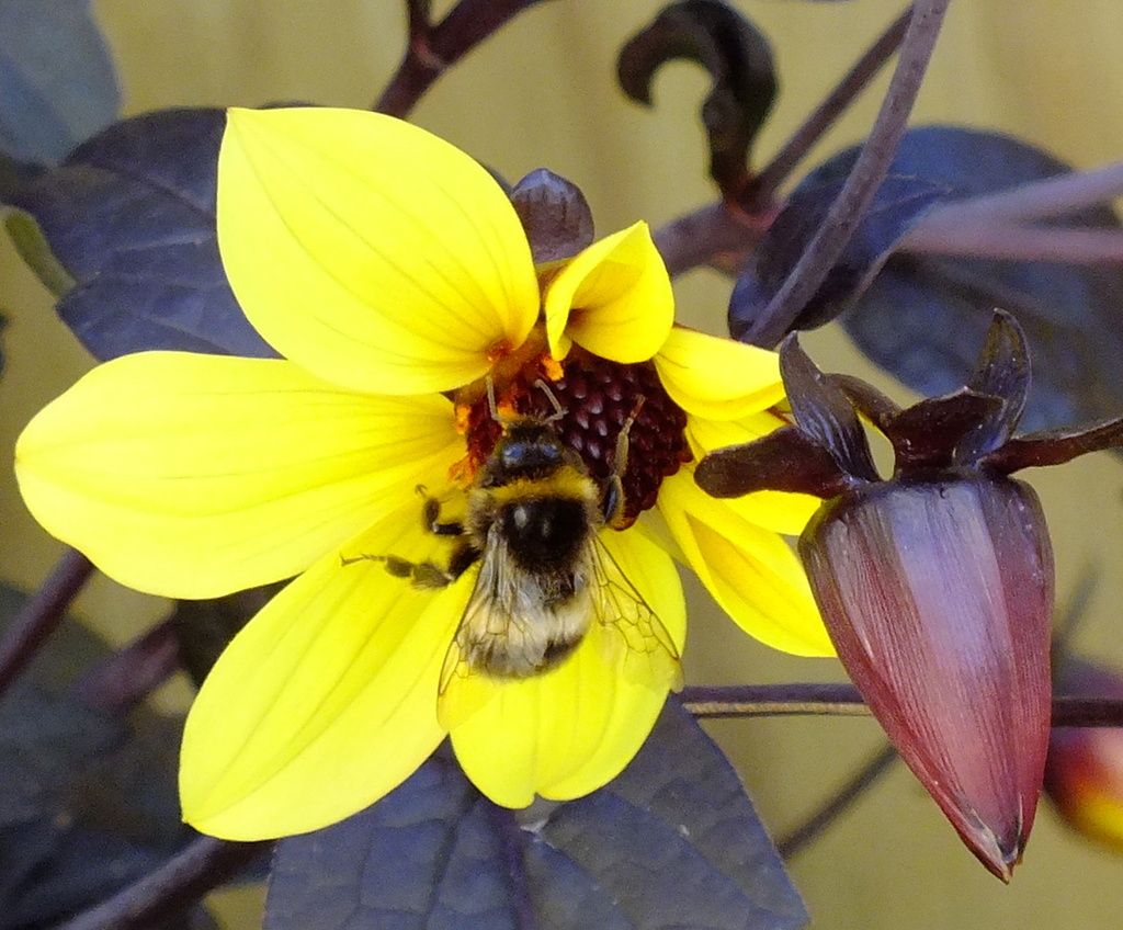 Bumbling Bee amidst budding flowers.  by kiwinanna