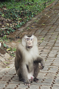 1st Feb 2013 - Mr. Monkey