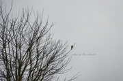 2nd Feb 2013 - Bird of prey