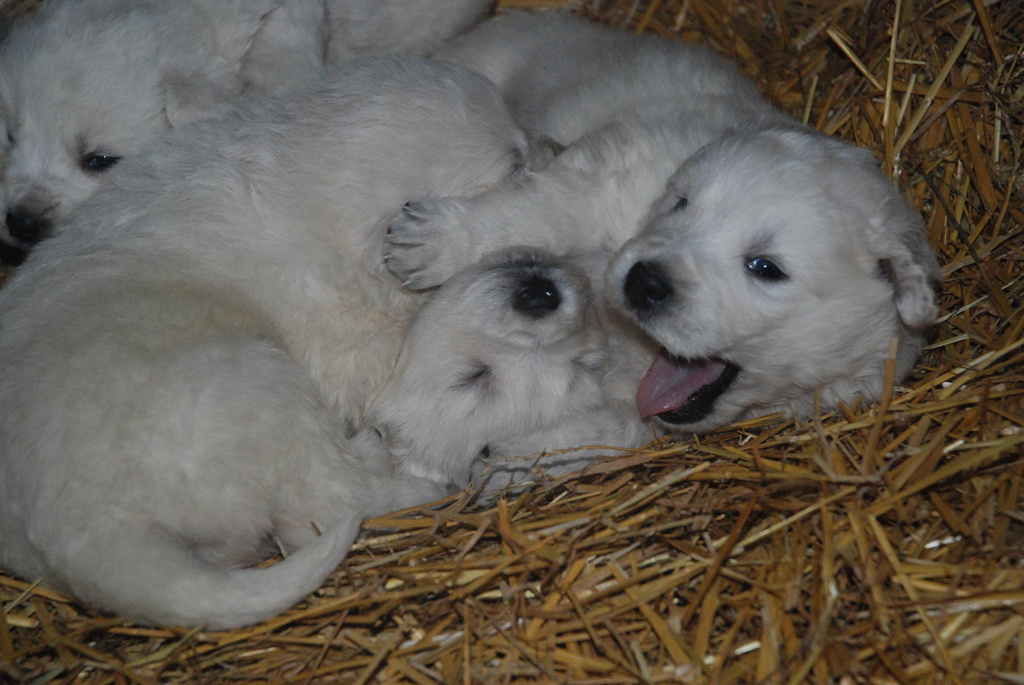 Nick's puppies by farmreporter