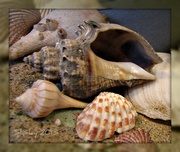 3rd Feb 2013 - shells, shells, shells