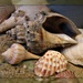 shells, shells, shells by mjmaven