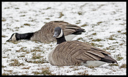 3rd Feb 2013 - Geese in Snow
