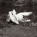 Swans by mattjcuk