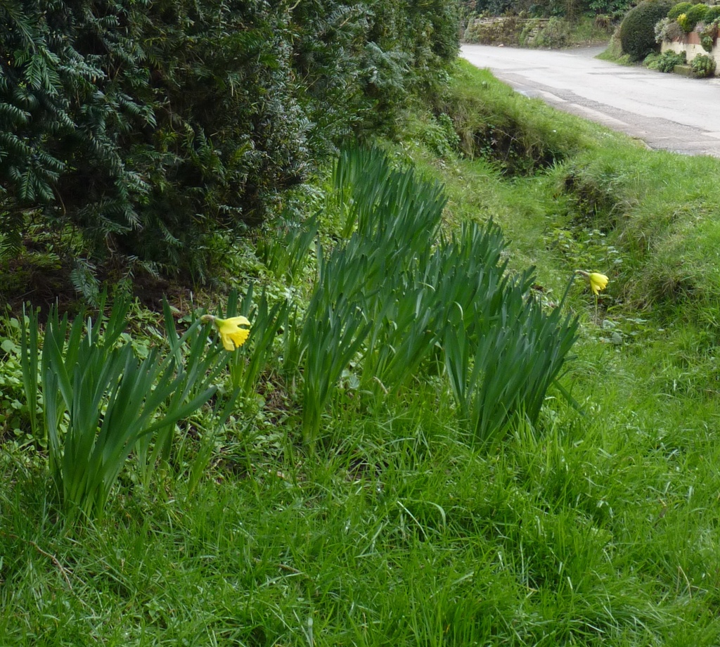Daffodils down the lane by lellie