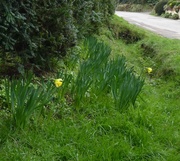 3rd Feb 2013 - Daffodils down the lane