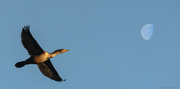 3rd Feb 2013 - Cormorant Flies Over the Moon