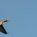 Cormorant Flies Over the Moon by jgpittenger