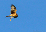 3rd Feb 2013 - Hawk Scratching in Mid Flight