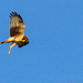 Hawk Scratching in Mid Flight by jgpittenger
