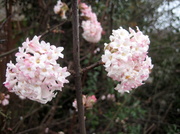 3rd Feb 2013 - A touch of spring in Burwell