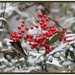 More Snow Berries by vernabeth