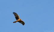 4th Feb 2013 - Hawk In Flight