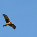 Hawk In Flight by jgpittenger