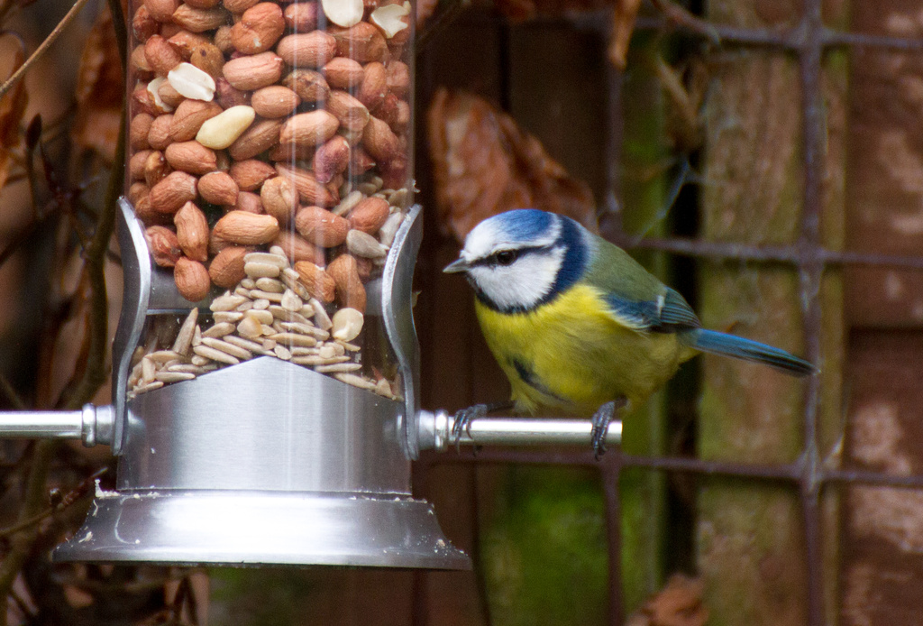 Day 34 - Blue Tit by snaggy