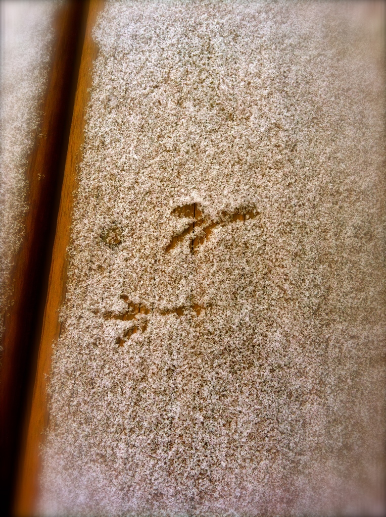 Bird tracks in snow. by fauxtography365