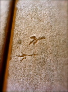 3rd Feb 2013 - Bird tracks in snow.