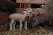 3rd Feb 2013 - First set of February lambs