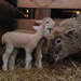 First set of February lambs by farmreporter
