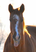 3rd Feb 2013 - Tongue-Tied Horse