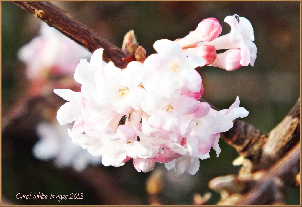 Early Blossom by carolmw