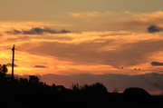 4th Feb 2013 - Birds enjoying the sunset